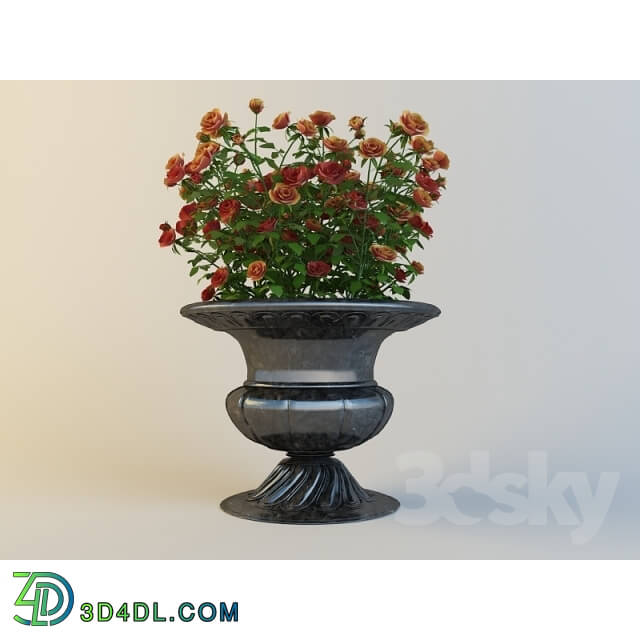 Vase - pot