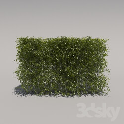 Plant - Bush trimmed_ low 