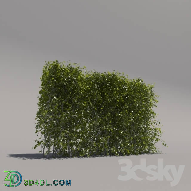 Plant - Bush trimmed_ low