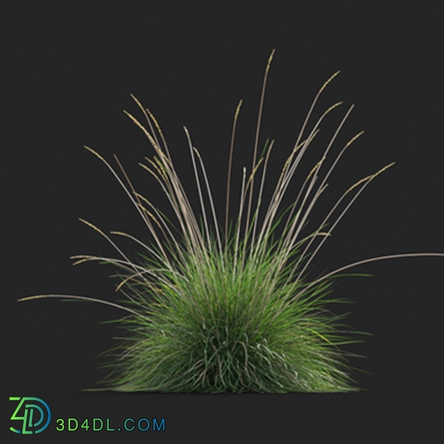 Maxtree-Plants Vol20 Festuca mairei 01 08