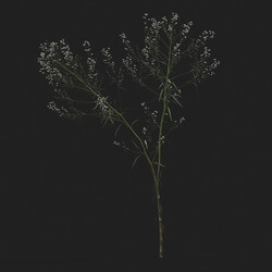 Maxtree-Plants Vol21 Conyza canadensis 01 02 
