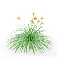Plant - Hemerocallis _Daylily_ 
