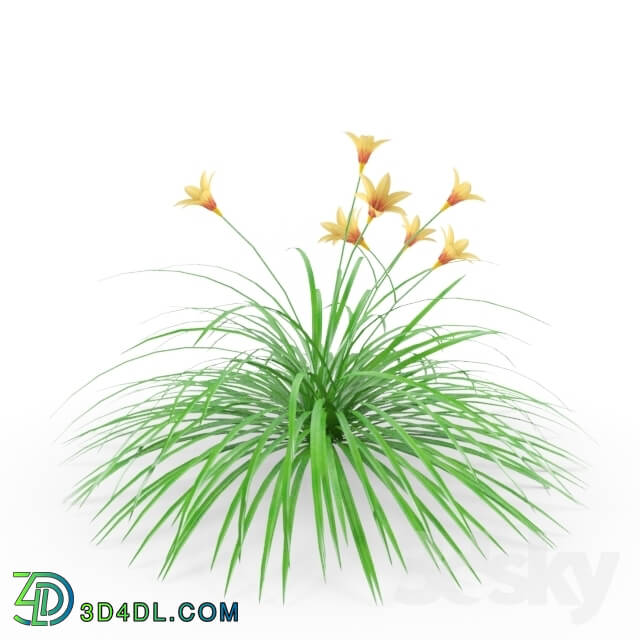 Plant - Hemerocallis _Daylily_