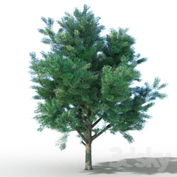 Plant - vysokopoligonalnye tree 