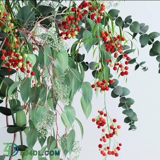 Plant - Pepperberries and Eucalyptuses