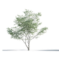 Maxtree-Plants Vol05 09 01 