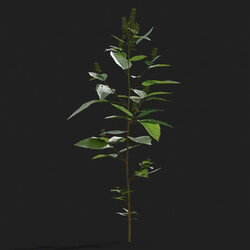 Maxtree-Plants Vol21 Amaranthus viridis 01 02 