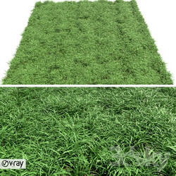 Grass - Green lawn 