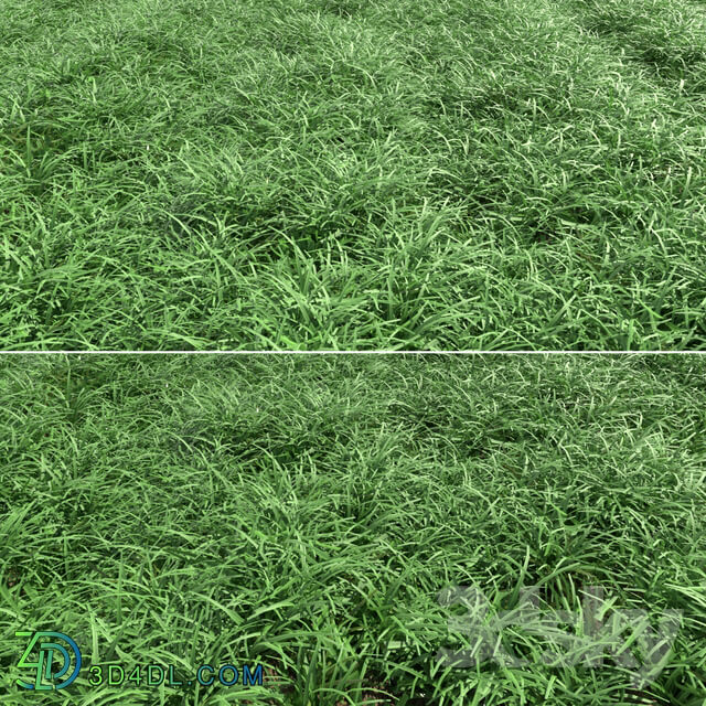 Grass - Green lawn