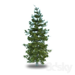 Tree - Norway spruce _ Picea Abies 