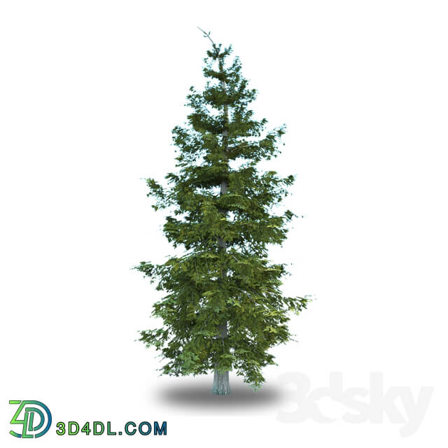 Tree - Norway spruce _ Picea Abies