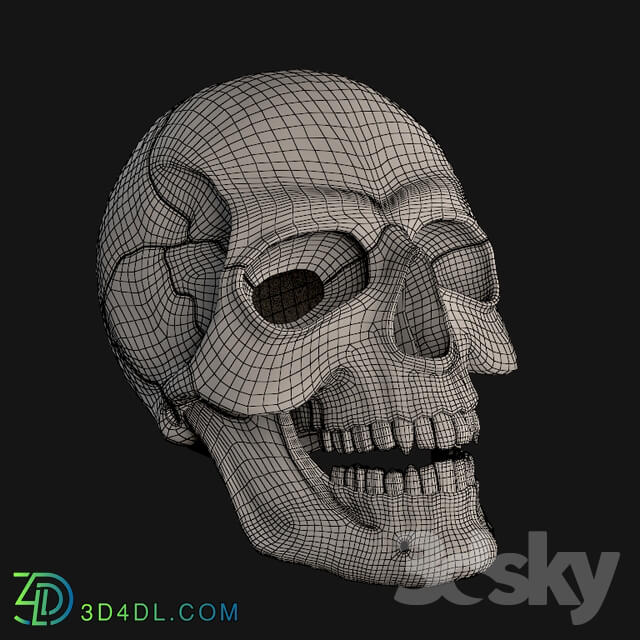Miscellaneous - Skull