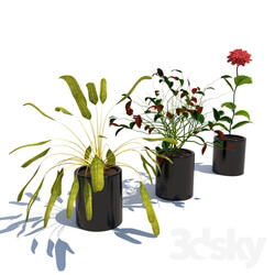 Indoor - Plants collection 