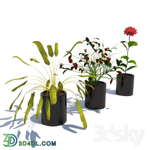 Indoor - Plants collection