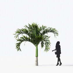 Maxtree-Plants Vol15 Adonidia merrillii 01 01 