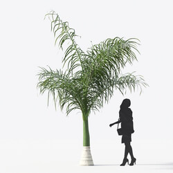 Maxtree-Plants Vol15 Roystonea regia 01 01 