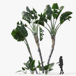 Maxtree-Plants Vol15 Strelitzia nicolai 01 02 