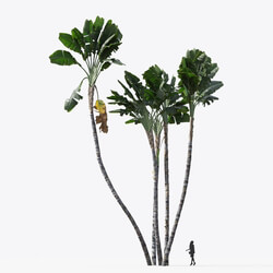Maxtree-Plants Vol15 Strelitzia nicolai 01 03 