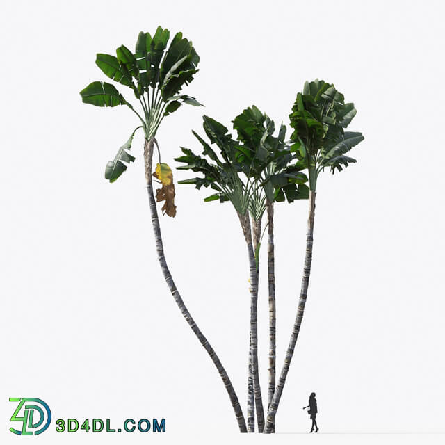Maxtree-Plants Vol15 Strelitzia nicolai 01 03