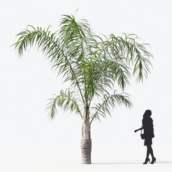 Maxtree-Plants Vol15 Syagrus romanzoffiana 01 01 