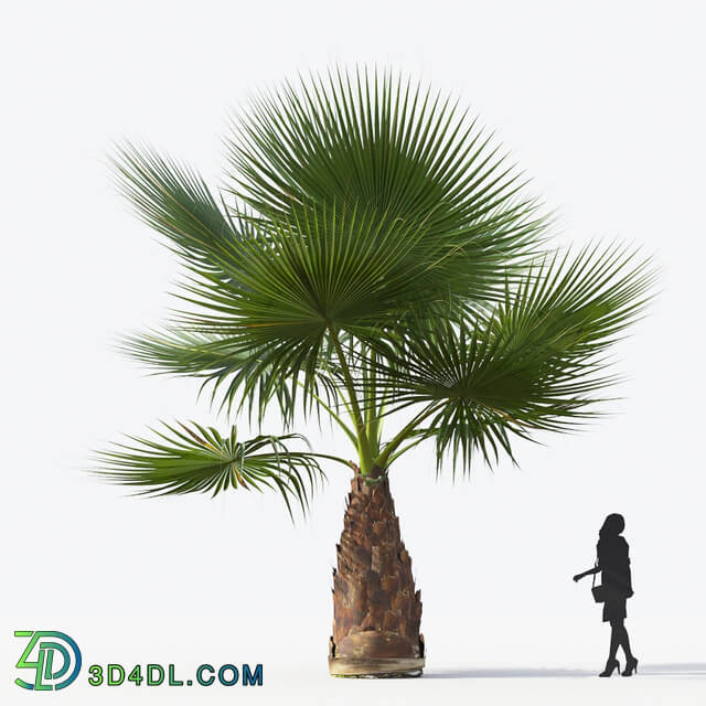 Maxtree-Plants Vol15 Washingtonia filifera 01 03