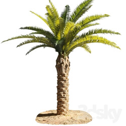 Bush - Palm tree - Phoenix 