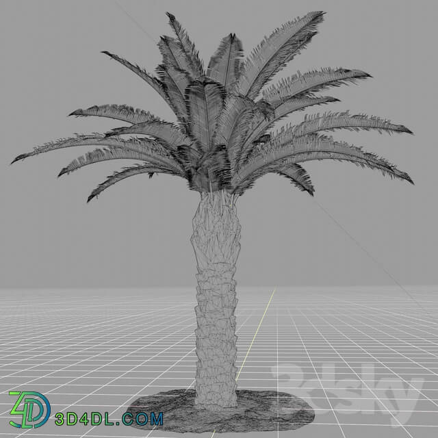 Bush - Palm tree - Phoenix