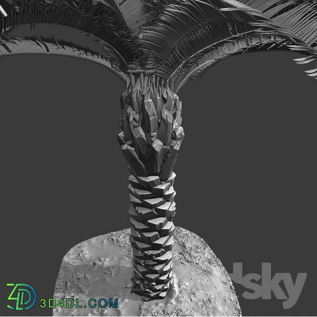Bush - Palm tree - Phoenix