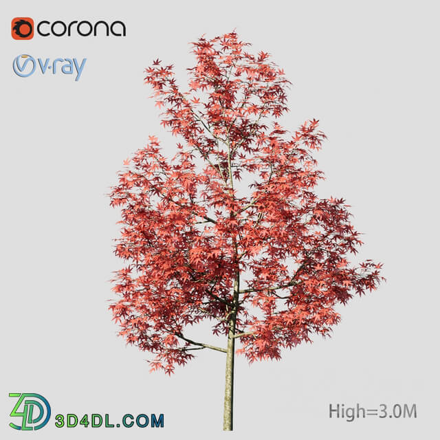Tree - Acer platanoides