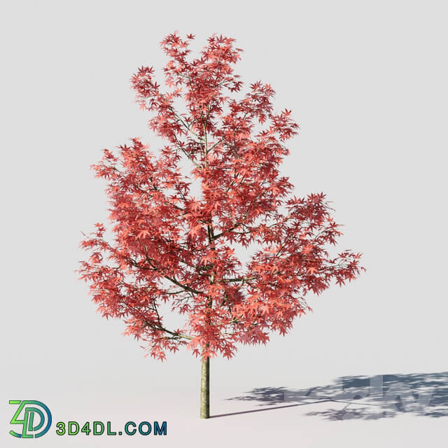 Tree - Acer platanoides