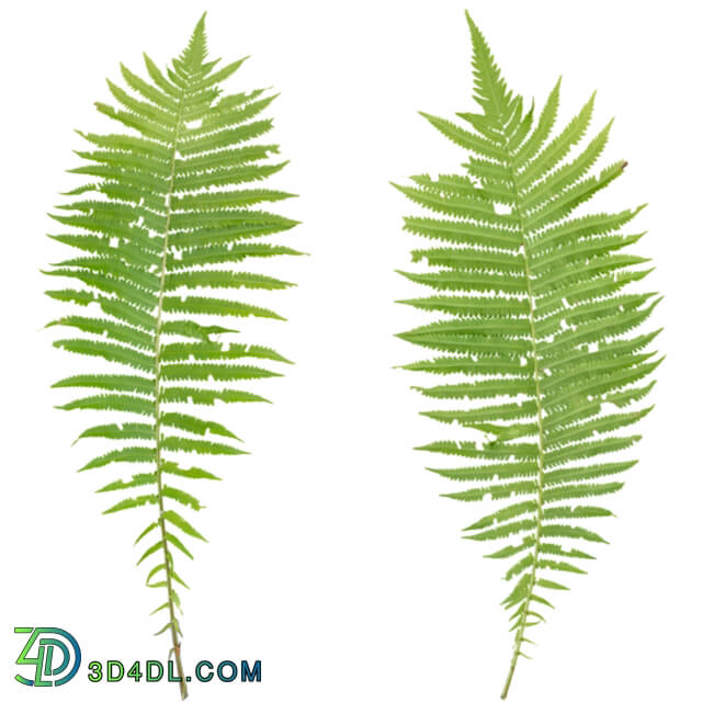 Fern Branch (006)