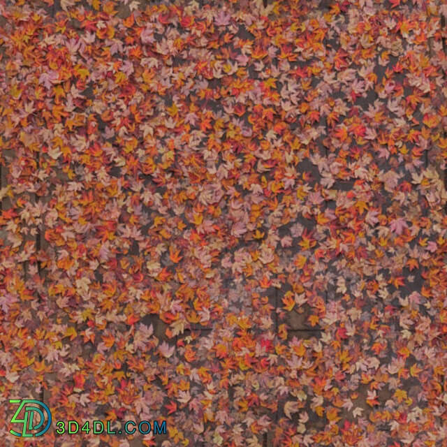 Leaves Cluster Fall (002)