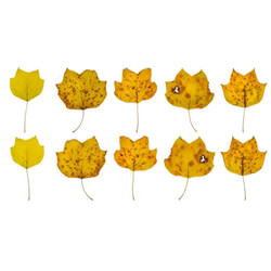 Leaves Fall (011) 