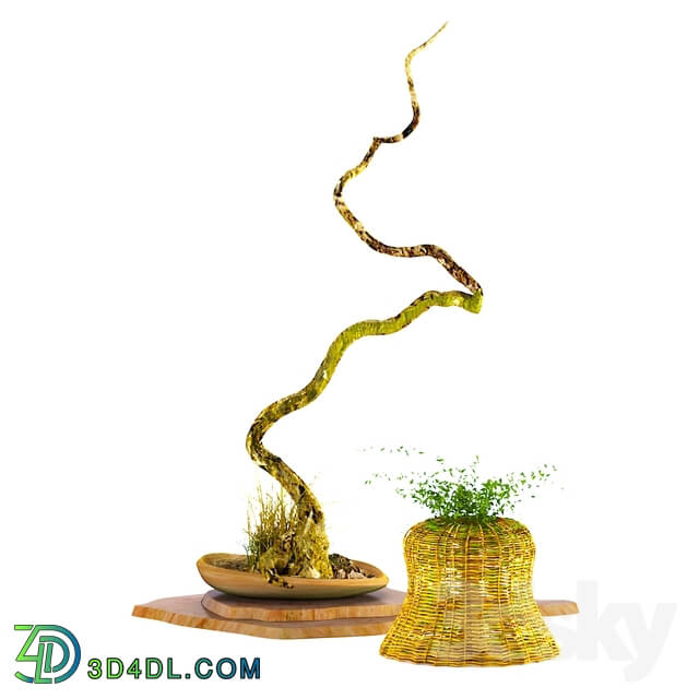 Decorative set - Accessories_ decor_ plants