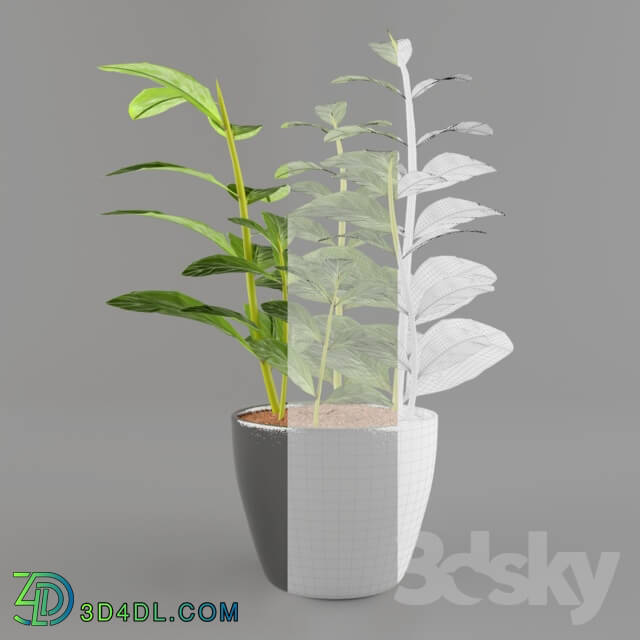 Indoor - zz plants