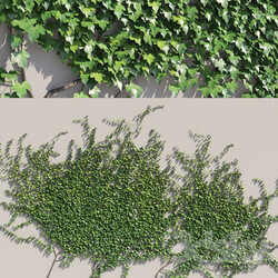 Outdoor - ivy 