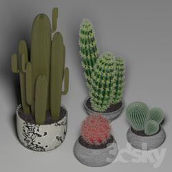 Indoor - Cactus Set 1 
