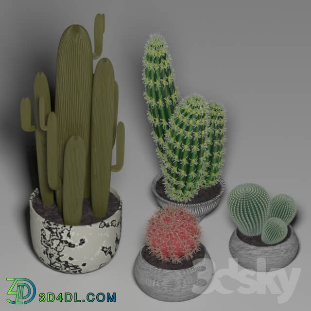 Indoor - Cactus Set 1