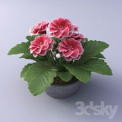 Plant - Gloxinia Flower in a pot 