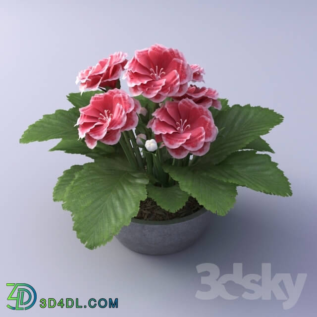 Plant - Gloxinia Flower in a pot