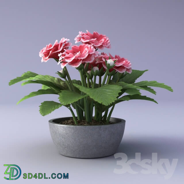 Plant - Gloxinia Flower in a pot