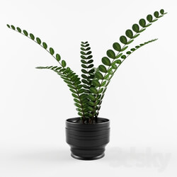 Plant - Indoor plant 