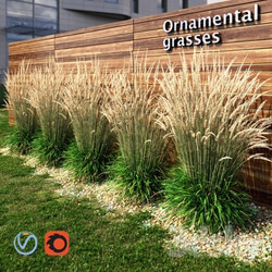 Plant - Ornamental grass dry 