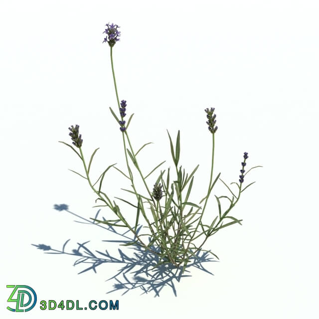 ArchModels Vol126 (019) Lavandula v1