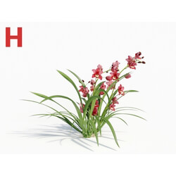 Maxtree-Plants Vol08 Orchid Cymbidium Red 02 