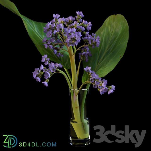 Plant - Flower. Bodan