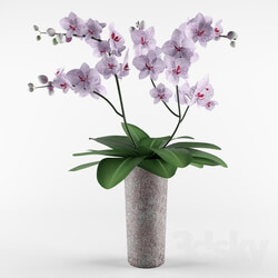 Plant - Orchid 