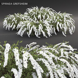 Plant - Spirea Gray Grefsheim 
