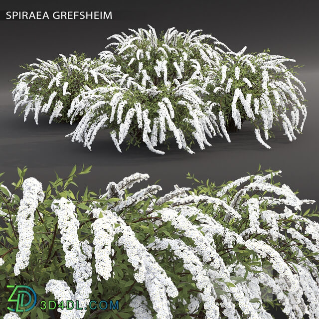 Plant - Spirea Gray Grefsheim