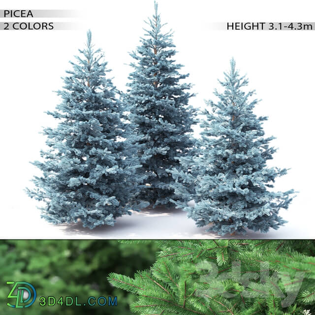 Plant - Spruce. Set _ 2 _3_1 m - 4_3 m_